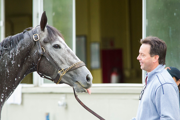 Acorn (GI) contender Promise Me Silver with trainer Bret Calhoun during a morning bath after exercising at Belmont Park in Elmont, New York.