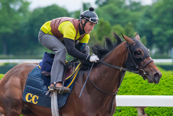Belmont Stakes (GI) and Jockey Club Gold Cup (GI) winner Tonalist breezes in preparation for a start in the Metropolitan Handicap at Belmont Park in Elmont, New York.