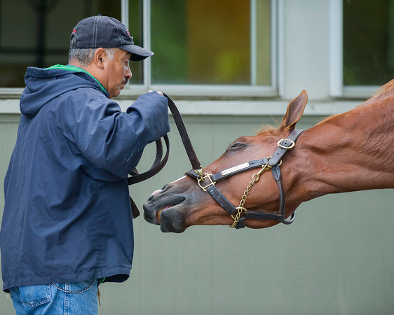 Madefromlucky, winner of the Peter Pan Stakes (GI), plays with his handler at Belmont Park in Elmont, New York.