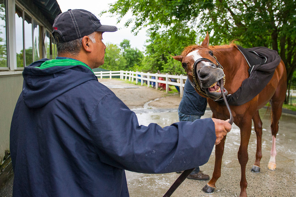 Madefromlucky, winner of the Peter Pan Stakes (GI), plays with his leash at Belmont Park in Elmont, New York.