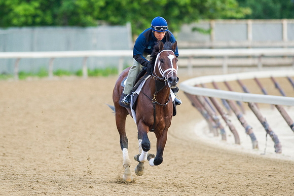 Materiality, winner of the Florida Derby (GI), has a gallop on the training track at Belmont Park in Elmont, New York.