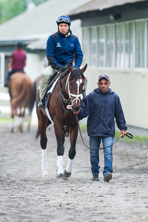 Materiality, winner of the Florida Derby (GI), heads to the training track for a gallop at Belmont Park in Elmont, New York.