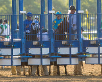 American Pharoah in the starting gate before winning the 147th Belmont Stakes (GI) and becoming the 12th Triple Crown winner at Belmont Park in Elmont, New York.