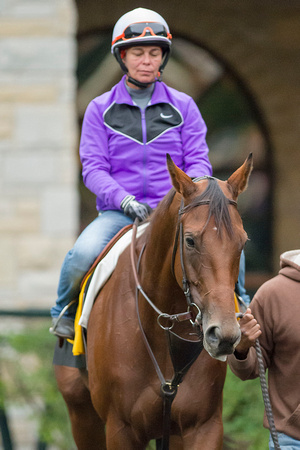 Beholder schools in the Keeneland paddock in preparation for the Breeders' Cup Classic (GI).