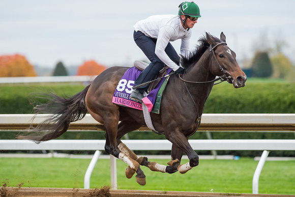 Harmonize, trained by Bill Mott, trains in preparation for the Breeders' Cup Juvenile Fillies Turf (GI).