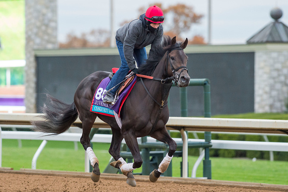 Conquest Daddyo, trained by Mark Casse, prepares for the Breeders' Cup Juvenile Turf (GI).