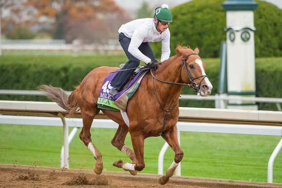 Lea, trained by Bill Mott, galloped on the main track in preparation for the Breeders' Cup' Mile (GI).