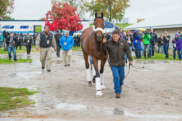Triple Crown Champion American Pharoah arrives at Keeneland Race Course for the Breeders' Cup Classic.