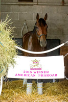Triple Crown Champion American Pharoah, trained by Bob Baffert, and entered for the Breeders' Cup Classic (GI) stayed in the barn and walked shedrow under tack at Keeneland Race Course, in Lexington,