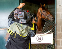 Beholder, trained by Richard Mandella, is filmed by television crews before running in the Breeders' Cup Classic (GI).