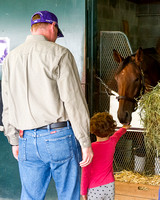 Beholder, trained by Richard Mandella, gets a mint from a fan. Beholder is entered in the Breeders' Cup Classic (GI).