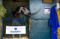 Frosted, trained by Kieran McLaughlin, rests in his stall after morning preparations for the Breeders' Cup Classic (GI).