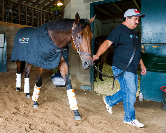 Nyquist, trained by Doug O'Neill, walks the shedrow in preparation for the Breeders' Cup Sentient Jet Juvenile.