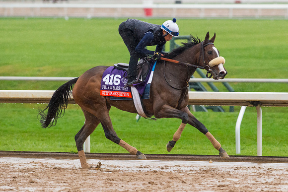 Stephanie's Kitten, trained by Chad Brown, gallops during a rainstorm in preparation for the Breeders' Cup Filly & Mare Turf.