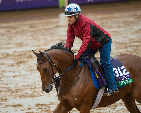 Twlight Eclipse, trained by Thomas Albertrani, gallops during a rainstorm in preparation for the Breeders' Cup Longines Turf.