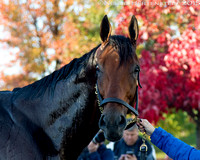 Triple Crown Champion American Pharoah, trained by Bob Baffert, prepares for the Breeders' Cup Classic (GI) at Keeneland Race Course.