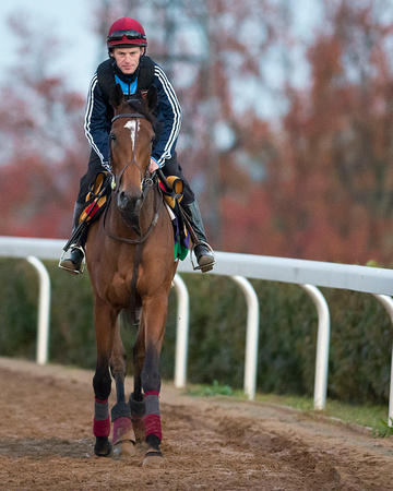 Found, trained by Aiden O'Brien, prepares for the Breeders' Cup Turf (GI).
