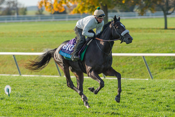 Highland Sky, trained by Barclay Tagg, prepares for the Breeders' Cup Juvenile Turf (GI).