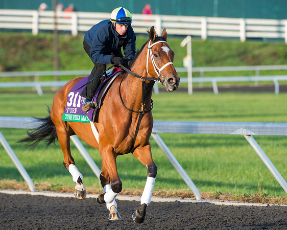 The Pizza Man, trained by Roger Brueggemann, gallops in preparation for the Breeders' Cup Longines Turf (GI).