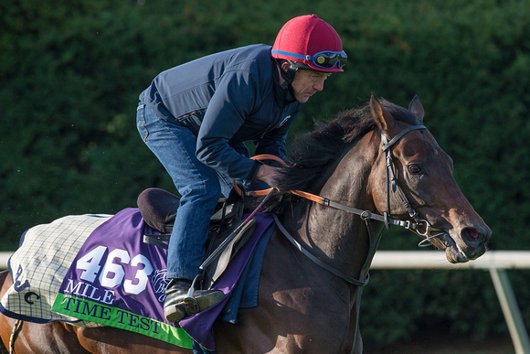 Time Test, trained by Roger Charlton, gallops in preparation for the Breeders' Cup Mile (GI).