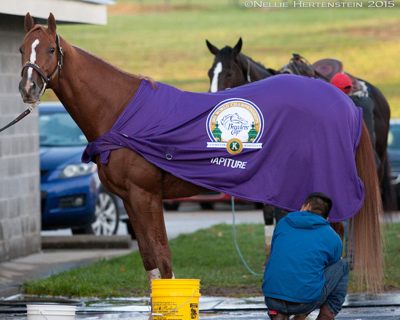 Tapiture, trained by Steve Asmussen, after his gallop in preparation for the Breeders' Cup Dirt Mile (GI).