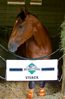 Belmont Stakes 145 contender Vyjack looks on from his stall at B