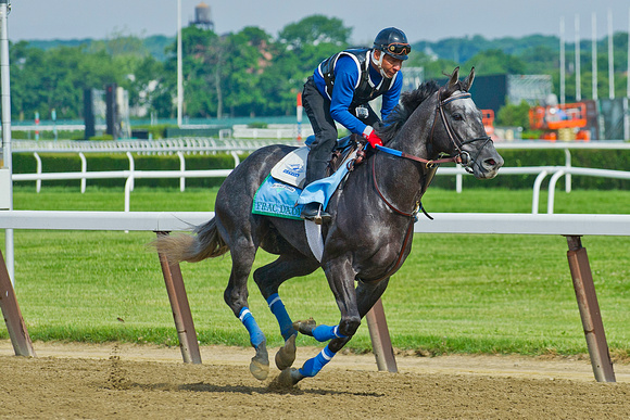 Frac Daddy gallops over the main Belmont Park racetrack in prepa