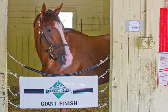 Giant Finish in his stall after morning preparations for the 145