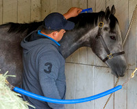 Mohaymen, trained by Kiaran McLaughlin, is groomed after completing morning exercise in preparation for the Kentucky Derby at Churchill Downs in Louisville, Kentucky.