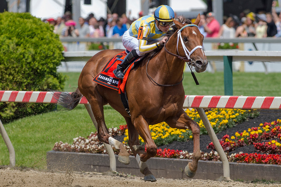 Noble Bird, Julien Leparoux up, trained by Mark Casse, wins the GIII Sagamore Spirit Pimlico Special at Pimlico Race Course in Baltimore, Maryland.