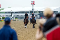 Nyquist, trained by Doug O'Neill, jogs with "Coach" Satire at Pimlico Race Course in Baltimore, Maryland.
