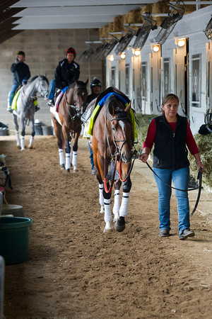 Dale Romans trio of Brody's Cause, Go Maggie Go and Cherry Wine walk shedrow before heading out to the track for morning exercise at Churchill Downs in Louisville, Kentucky.
