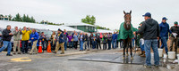 Nyquist, trained by Doug O'Neill, is surrounded by media and visitors during bath time at Pimlico Race Course in Baltimore, Maryland.