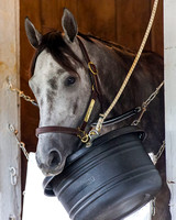 Destin, trained by Todd Pletcher, chews on his feed tub after completing morning exercise in preparation for the Kentucky Derby at Churchill Downs in Louisville, Kentucky.