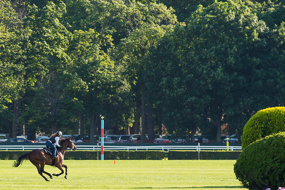 A thoroughbred in training gallops in the infield at Belmont Park in Elmont, New York.