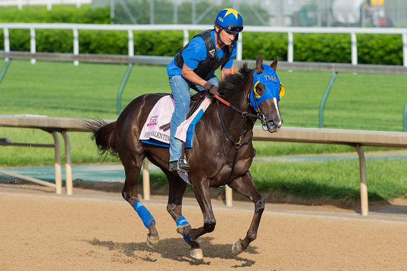 Venus Valentine, trained by Tom Amoss, gallops in preparation for the Kentucky Oaks at Churchill Downs in Louisville, Kentucky.