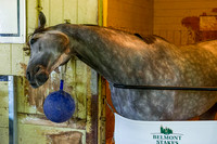 Belmont Stakes contender Destin, trained by Todd Pletcher, playing in his stall at Belmont Park in Elmont, New York.