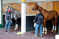 Creator (left) and Gun Runner (right), trained by Steve Asmussen, schools in the paddock in preparation for the Kentucky Derby at Churchill Downs in Louisville, Kentucky.
