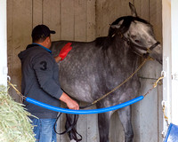 Mohaymen, trained by Kiaran McLaughlin, is groomed after completing morning exercise in preparation for the Kentucky Derby at Churchill Downs in Louisville, Kentucky.