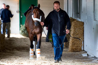 Trainer Doug O'Neill, walks Kentucky Derby favorite Nyquist under the shedrow after arriving from Keeneland Race Course.