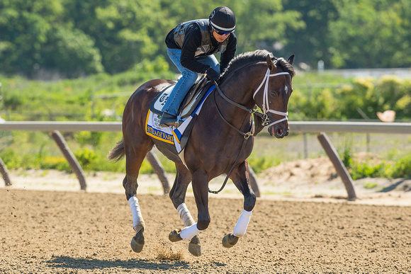 Belmont Stakes contender Stradivari, trained by Todd Pletcher, gallops in preparation for the Belmont Stakes at Belmont Park in Elmont, New York.