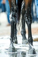 Soap runs down the legs of Preakness favorite Nyquist, during his bath at Pimlico Race Course in Baltimore, Maryland.