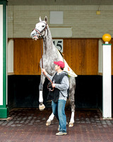 Creator, trained by Steve Asmussen, misbehaves while schooling in the paddock in preparation for the Kentucky Derby at Churchill Downs in Louisville, Kentucky.