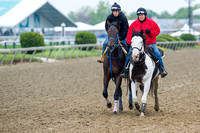 Laoban, trained by Eric Guillot, jogs with a pony during morning workouts at Pimlico Race Course in Baltimore, Maryland.