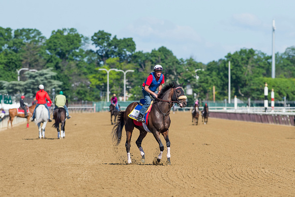 Belmont Stakes contender Trojan Nation, trained by Patrick Gallagher,  gallops in preparation for the Belmont Stakes at Belmont Park in Elmont, New York.