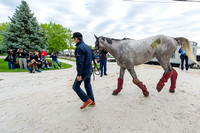 Preakness contender Lani, trained by Mikio Matsunaga, arrives at Pimlico Race Course in Baltimore Maryland.