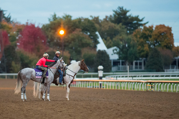 Tap To It gets ready to gallop over the main track in preparation for the 14 Hands Winery Breeders' Cup Juvenile Filles (GI).