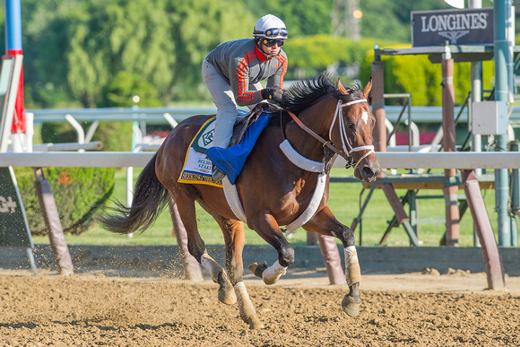 Belmont Stakes contender Seeking The Soul, trained by Dallas Stewart, gallops in preparation for the Belmont Stakes at Belmont Park in Elmont, New York.