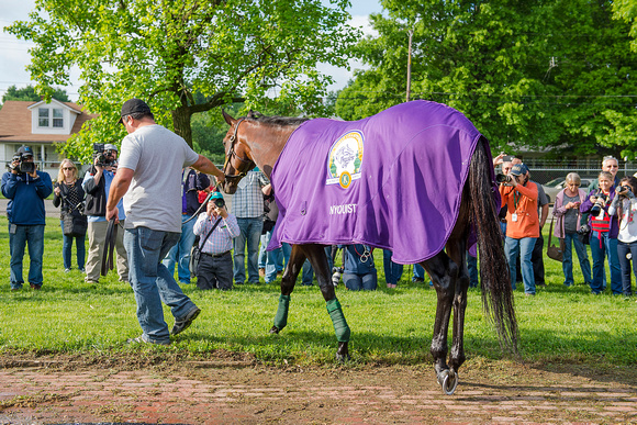 Nyquist, trained by Doug O'Neill, is surrounded by media after completing morning exercise in preparation for the Kentucky Derby at Churchill Downs in Louisville, Kentucky.