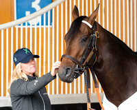 Assistant Trainer Julie Clark rubs Exaggerator, while he schools in the paddock in preparation for the Kentucky Derby at Churchill Downs in Louisville, Kentucky.